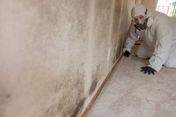 Best Mold Documentation for Insurance Claims  in Shrub Oak, NY